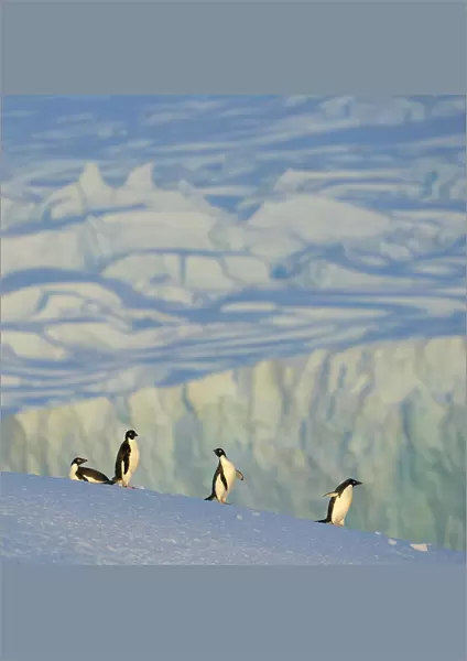 Adelie penguins on iceberg, Antarctic Peninsula
