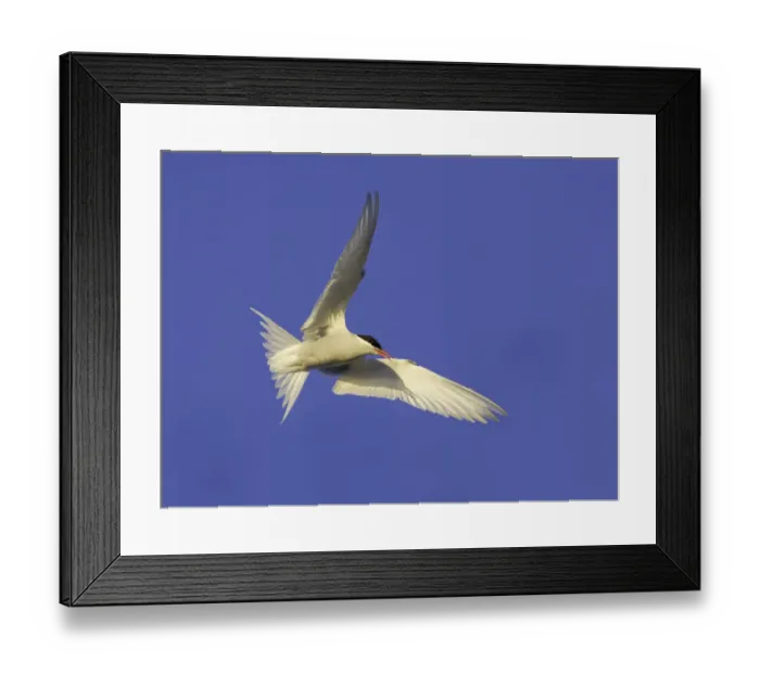 Framed Print : Antarctic tern flying, Antarctic Peninsula
