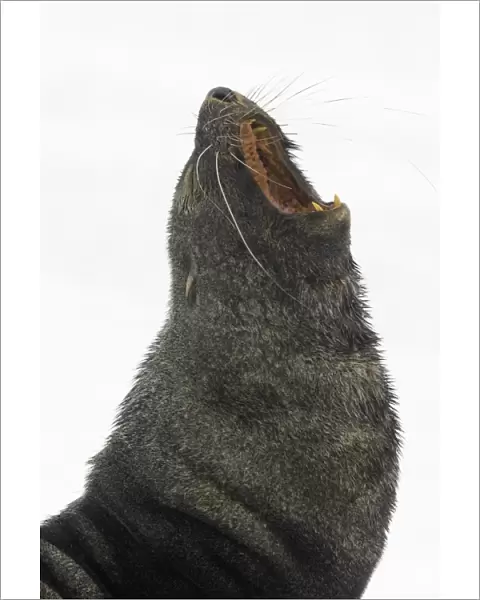Southern fur seal bull, Antarctic Peninsula