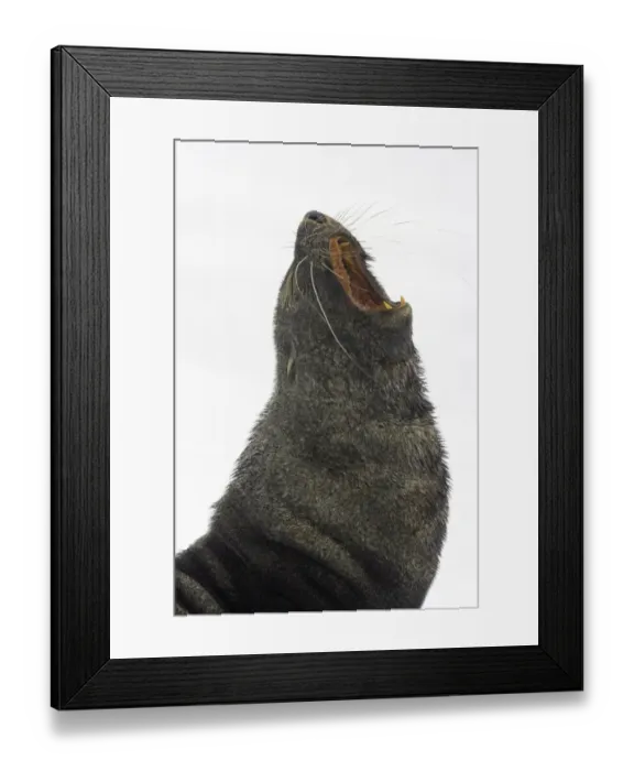 Framed Print : Southern fur seal bull, Antarctic Peninsula Framed Print : Southern fur seal bull, Antarctic Peninsula