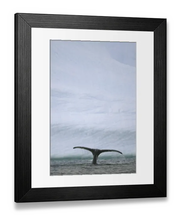 Framed Print : Humpback whale, Grandidier Passage, Antarctic Pen