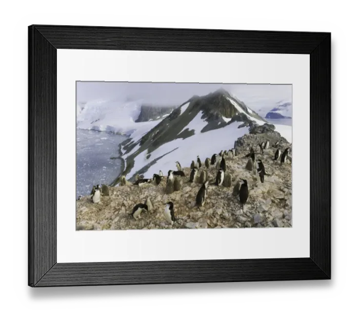 Framed Print : Chinstrap penguins, Antarctic Peninsula Framed Print : Chinstrap penguins, Antarctic Peninsula