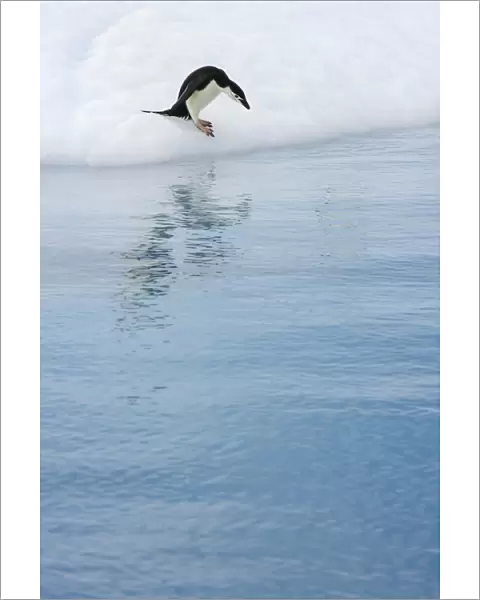 Gentoo penguin, iceberg, Antarctic Peninsula