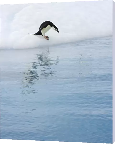 Gentoo penguin, iceberg, Antarctic Peninsula