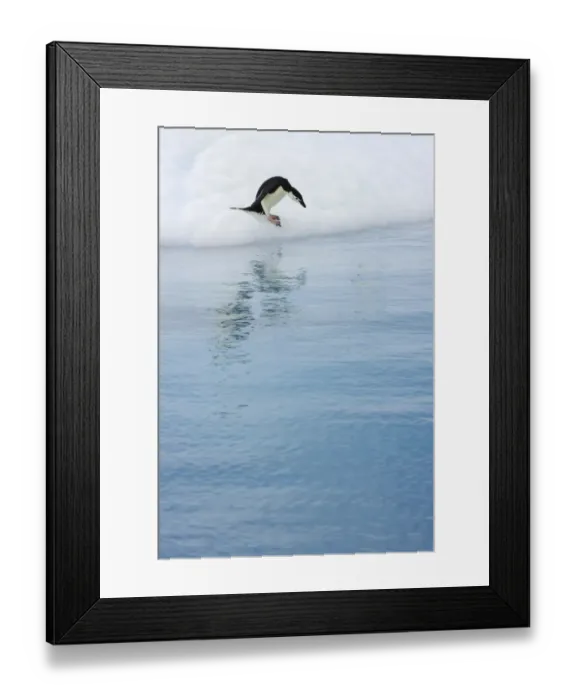 Framed Print : Gentoo penguin, iceberg, Antarctic Peninsula