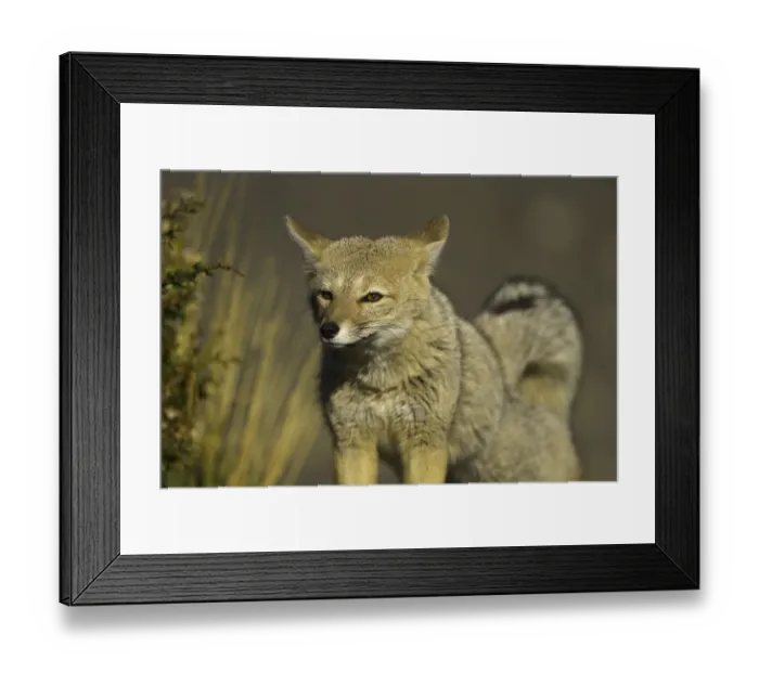 Framed Print : Patagonia fox, Chile Framed Print : Patagonia fox, Chile