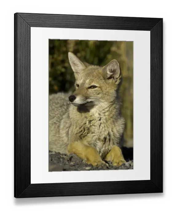 Framed Print : Patagonia fox, Chile Framed Print : Patagonia fox, Chile