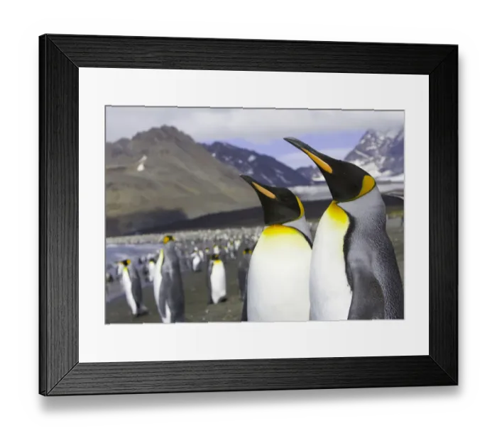 Framed Print : King penguins (Aptenodytes patagonicus) standing on beach Framed Print : King penguins (Aptenodytes patagonicus) standing on beach