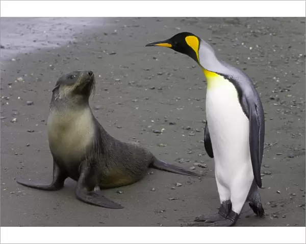 Female Antarctic fur seal pup and king penguin side by side on beach