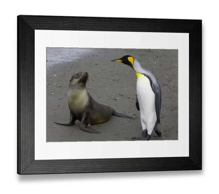Framed Print : Female Antarctic fur seal pup and king penguin side by side on beach Framed Print : Female Antarctic fur seal pup and king penguin side by side on beach