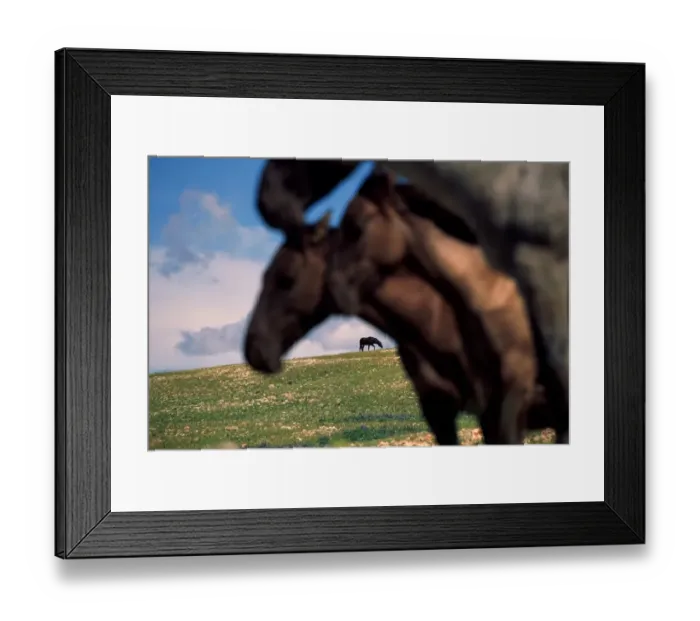 Framed Print : Three mustang mares in pastoral landscape, old stallion in distance Framed Print : Three mustang mares in pastoral landscape, old stallion in distance