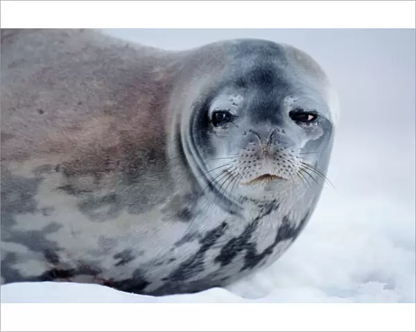 Weddell seal (Leptonychotes weddellii) on ice, close-up