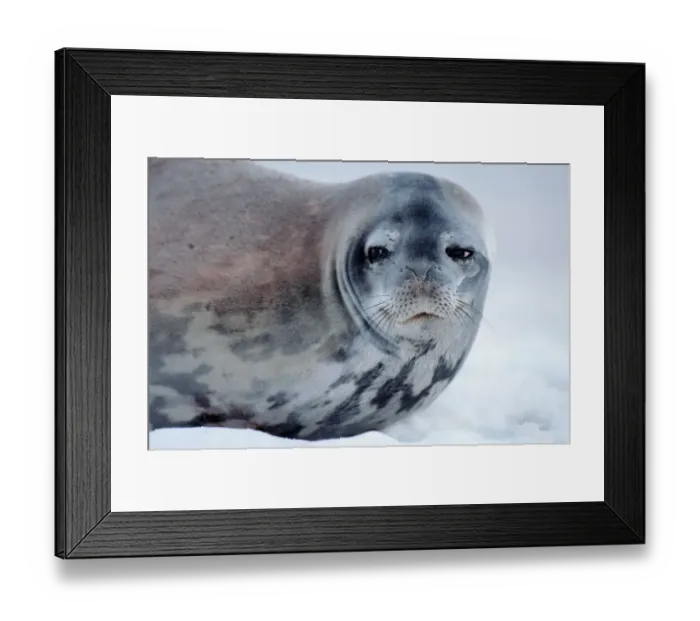 Framed Print : Weddell seal (Leptonychotes weddellii) on ice, close-up