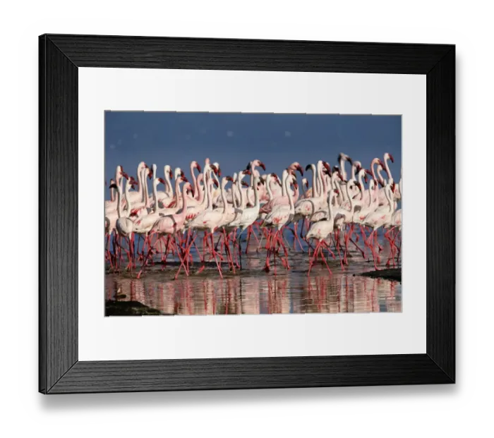 Framed Print : Lesser flamingos (Phoeniconaias minor) in lake Framed Print : Lesser flamingos (Phoeniconaias minor) in lake