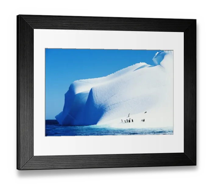 Framed Print : Gentoo penguins (Pygoscelis papua) on iceberg Framed Print : Gentoo penguins (Pygoscelis papua) on iceberg