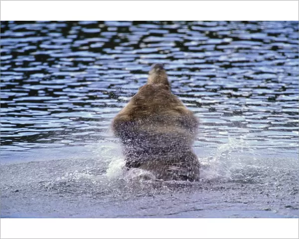 Brown bear (Ursus arctos) shaking water from fur, rear view