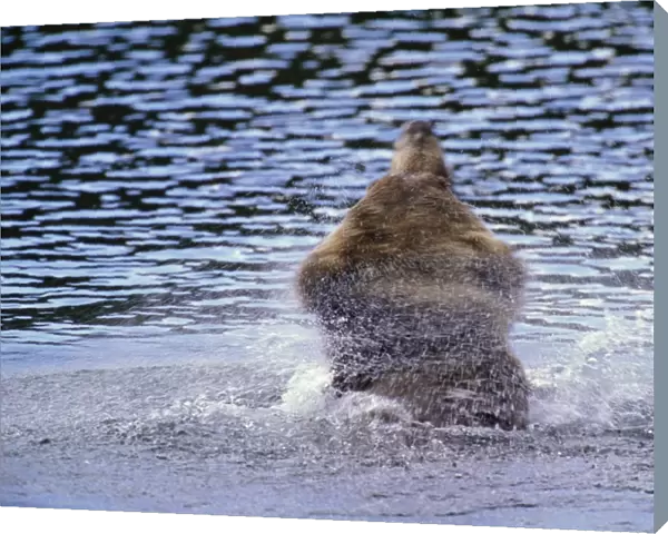 Brown bear (Ursus arctos) shaking water from fur, rear view