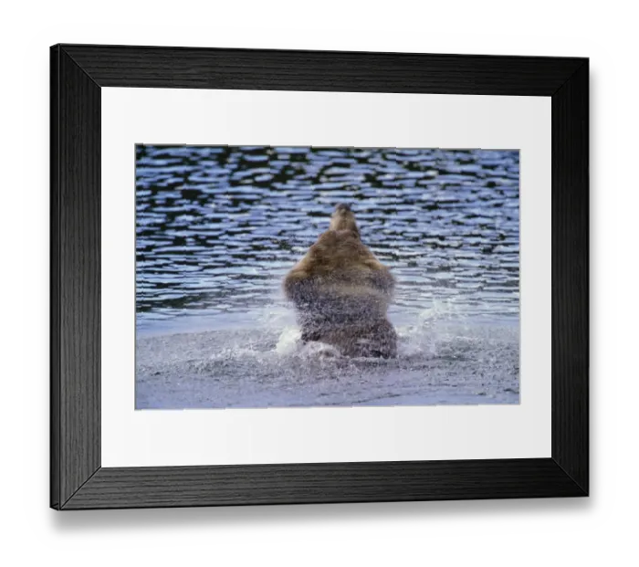 Framed Print : Brown bear (Ursus arctos) shaking water from fur, rear view Framed Print : Brown bear (Ursus arctos) shaking water from fur, rear view