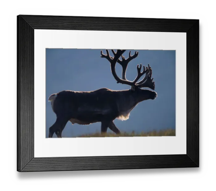 Framed Print : Reindeer (Rangifer tarandus) bull, side view Framed Print : Reindeer (Rangifer tarandus) bull, side view