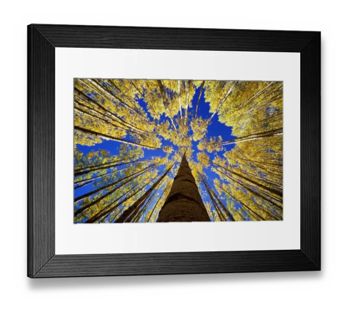 Framed Print : Aspen (Populus sp. ) grove, autumn, low angle view Framed Print : Aspen (Populus sp. ) grove, autumn, low angle view