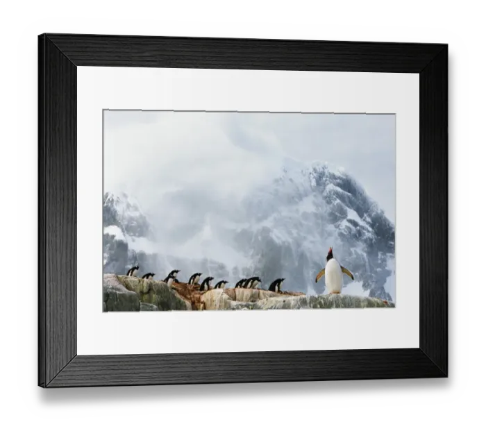 Framed Print : Gentoo penguin (Pygoscelis papua) colony, summer Framed Print : Gentoo penguin (Pygoscelis papua) colony, summer