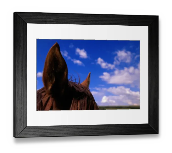 Framed Print : Horses ears, close-up