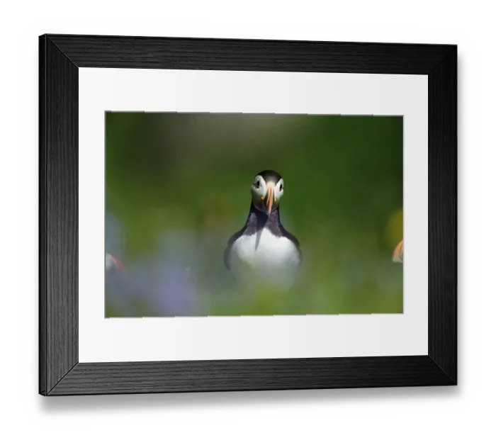 Framed Print : Adult Atlantic Puffin (Fratercula arctica) in lush flowers and grasses during breeding season Framed Print : Adult Atlantic Puffin (Fratercula arctica) in lush flowers and grasses during breeding season