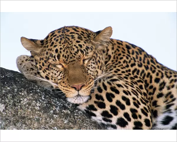 Leopard (Panthera pardus) asleep on tree limb, close-up