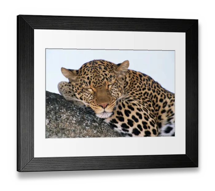 Framed Print : Leopard (Panthera pardus) asleep on tree limb, close-up Framed Print : Leopard (Panthera pardus) asleep on tree limb, close-up
