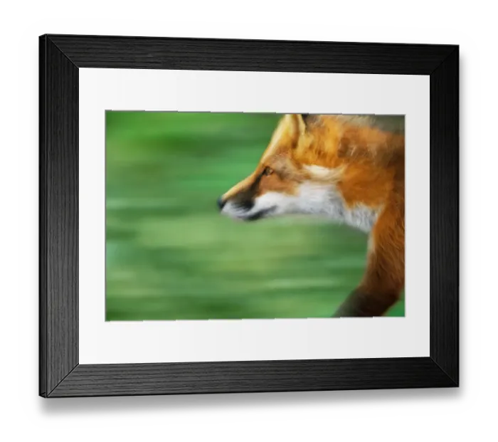 Framed Print : Red fox (Vulpes vulpes) running, side view, close-up (blurred motion) Framed Print : Red fox (Vulpes vulpes) running, side view, close-up (blurred motion)