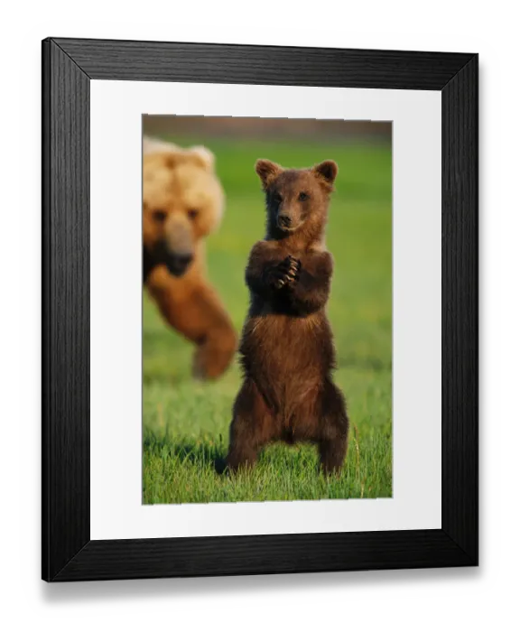 Framed Print : Brown grizzly bear cub (Ursus arctos) standing in front of mother Framed Print : Brown grizzly bear cub (Ursus arctos) standing in front of mother