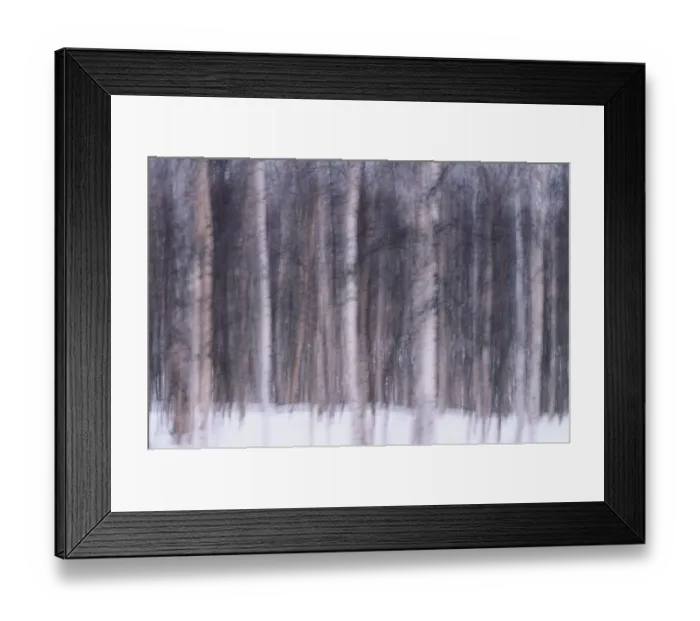 Framed Print : Aspen (Populus sp. ) and birch (Betula sp. ) tree trunks in snow