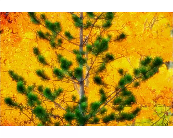 Canada. Pine against aspen trees, autumn. Yukon