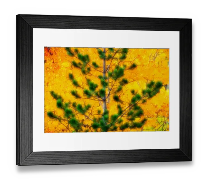 Framed Print : Canada. Pine against aspen trees, autumn. Yukon