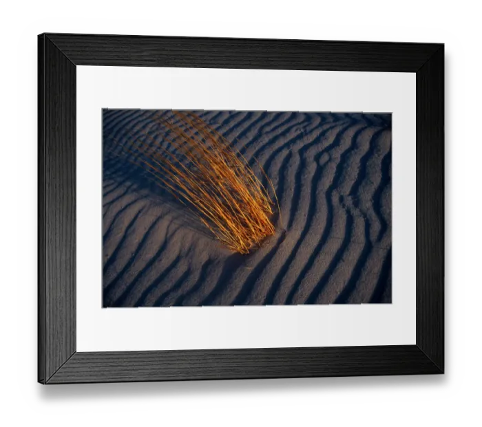 Framed Print : New Mexico. Desert grasses among sand dunes. These grasses can survive with minimum moisture Framed Print : New Mexico. Desert grasses among sand dunes. These grasses can survive with minimum moisture