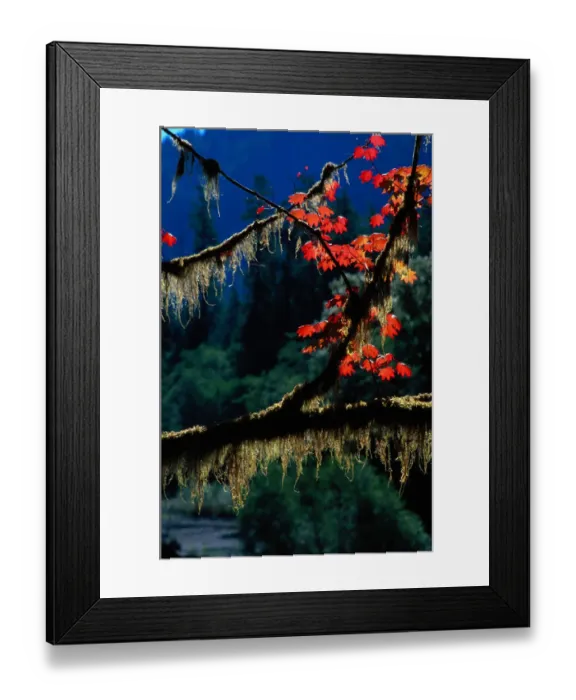 Framed Print : USA. Twigs with bright fall leaves and moss, Washington, autumn. Olympic National Park Framed Print : USA. Twigs with bright fall leaves and moss, Washington, autumn. Olympic National Park
