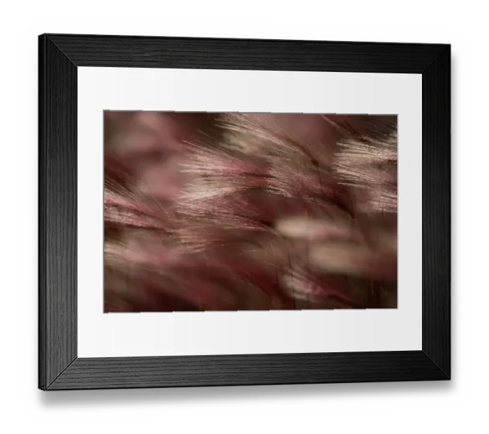 Framed Print : Fox tails in bright sun autumn, Brooks Range, Alaska Framed Print : Fox tails in bright sun autumn, Brooks Range, Alaska