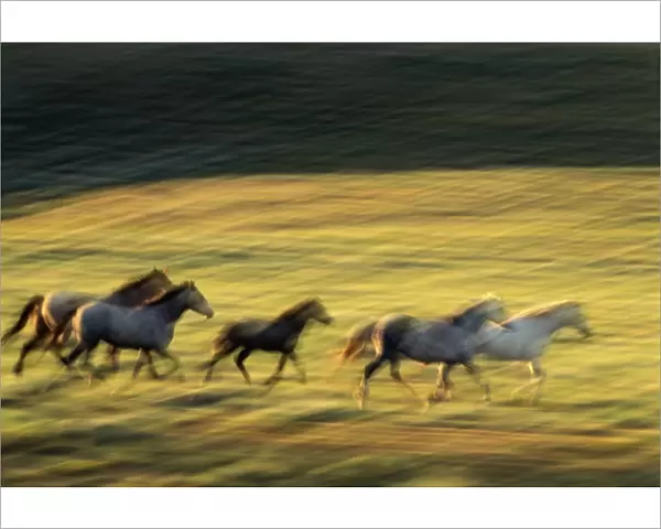 USA, Wyoming, Red Desert, horses galloping (blurred motion)