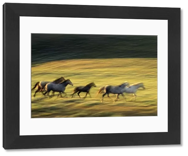 USA, Wyoming, Red Desert, horses galloping (blurred motion)