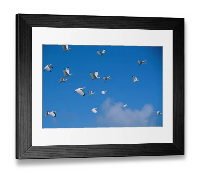 Framed Print : Flock of white ibis in flight Framed Print : Flock of white ibis in flight