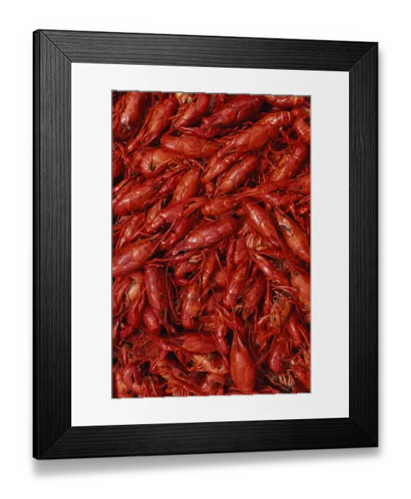Framed Print : Crawfish (or crayfish), full frame Framed Print : Crawfish (or crayfish), full frame