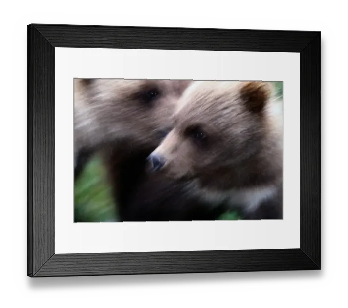 Framed Print : Alaska, Alaska, Canada, Russia. Worlds largest concentration found in Katmai National Park Framed Print : Alaska, Alaska, Canada, Russia. Worlds largest concentration found in Katmai National Park