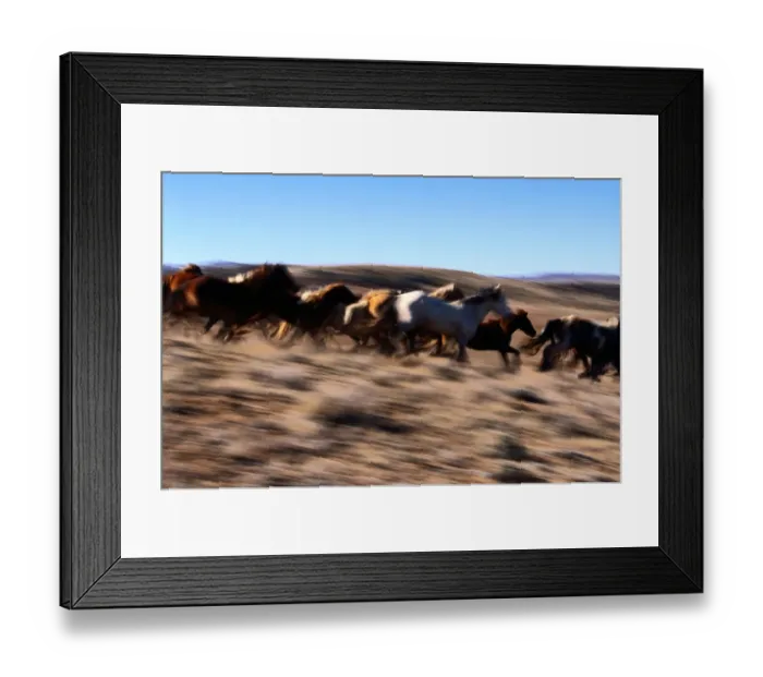 Framed Print : Wyoming. Other common names: cayuse, bronco. Feral horse breed found in Mexico and plains Framed Print : Wyoming. Other common names: cayuse, bronco. Feral horse breed found in Mexico and plains