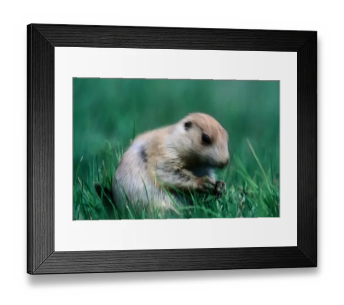 Framed Print : Wyoming. Stout, short-legged rodent in same family as squirrels. 30-43cm (12-17in) long Framed Print : Wyoming. Stout, short-legged rodent in same family as squirrels. 30-43cm (12-17in) long