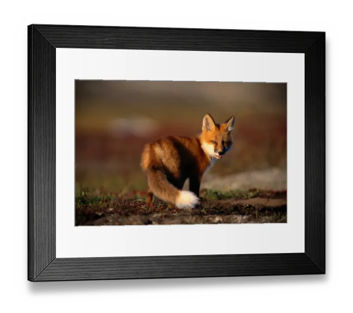 Framed Print : The most widespread and probably most adaptable of all carnivores. An opportunistic hunter Framed Print : The most widespread and probably most adaptable of all carnivores. An opportunistic hunter
