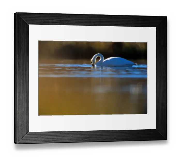 Framed Print : Denali National Park. Trumpeter swans are the largest species of swan and one of Framed Print : Denali National Park. Trumpeter swans are the largest species of swan and one of