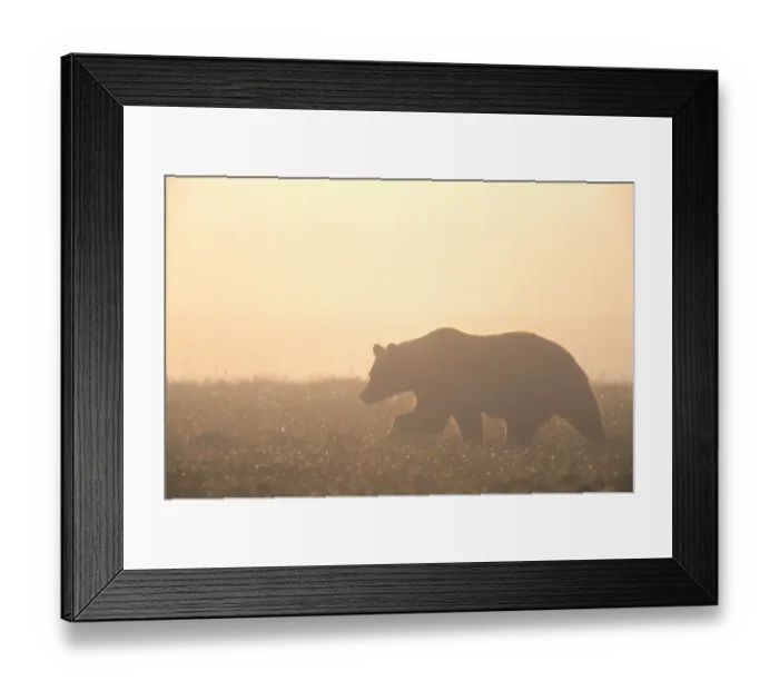 Framed Print : Alaska, Canada, Russia, the rest spent in dens