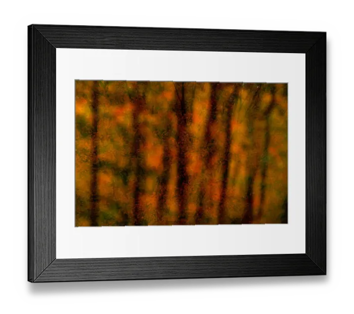 Framed Print : Massachusetts. Other common names: hard or rock maple. Native to eastern North America