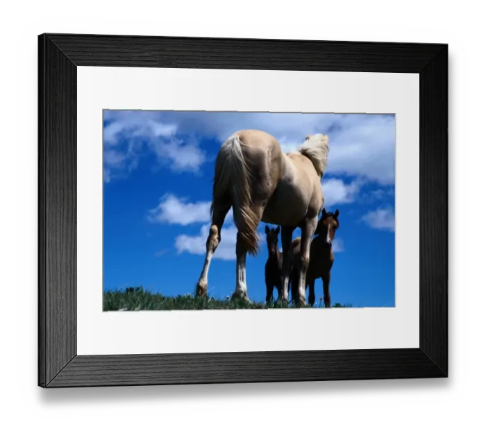Framed Print : Pryor Mountain Wild Horse Range. Palomino yearling mare meets mare and foal Framed Print : Pryor Mountain Wild Horse Range. Palomino yearling mare meets mare and foal