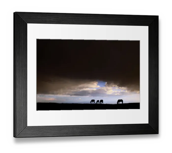 Framed Print : Montana. Other common names: cayuse, bronco. Mustangs are a wild horse breed found in Mexico Framed Print : Montana. Other common names: cayuse, bronco. Mustangs are a wild horse breed found in Mexico